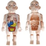 Brinquedo Kit Medico Boneco Corpo Humano - Toyng - Imagem 4